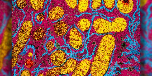 The Hepatocyte Is The Principle Cell Population In The Liver. Hepatocytes Contain A Large Number Of Mitochondria Yellow Which Are The Site Of Cellular Respiration. (Photo By BSIP/UIG Via Getty Images)