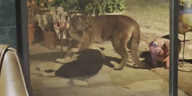 Kracker said Fish and Wildlife officials tracked down the mountain lion and euthanized it.
