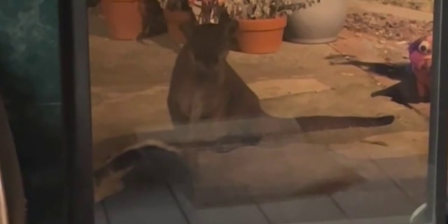 Kracker said the mountain lion somehow got into her home and dragged her border collie, Sherman, outside by its neck.