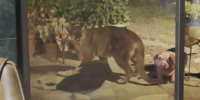 Mountain lion barges into California home, drags dog outside: video | Fox News Mountain lion barges into California home, drags dog outside: video | Fox News