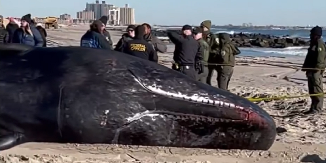 The whale, which ultimately died, was brought ashore.