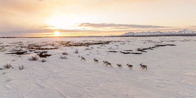 Captured via drone, caribou from the Western Arctic herd gallop across a valley near the small town of Ambler during their spring migration.