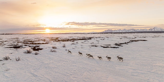 Captured via drone, caribou from the Western Arctic herd gallop across a valley near the small town of Ambler during their spring migration.