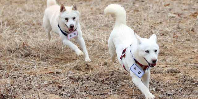 A pair of dogs that were gifted to South Korea's former President, Moon Jae-in, by Kim Jong Un, are unveiled at a park in Gwangju, South Korea, on Dec. 12, 2022. 