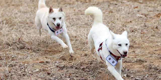 A pair of dogs that were given to former South Korean President Moon Jae-in by Kim Jong Un are unveiled at a park in Gwangju, South Korea, December 12, 2022.