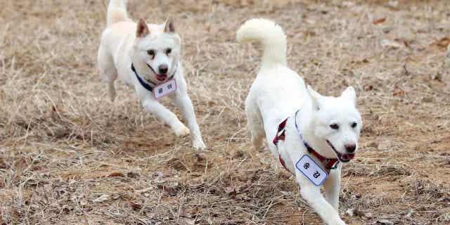 A pair of dogs that were gifted to South Korea's former President, Moon Jae-in, by Kim Jong Un, are unveiled at a park in Gwangju, South Korea, on Dec. 12, 2022. 