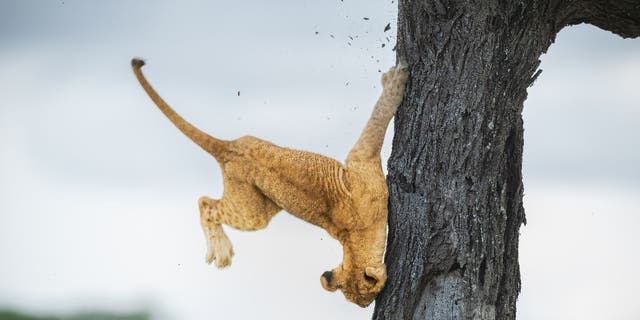 Jennifer Hadley's "Not So Cat-Like Reflexes" photo won an Overall Winner Award from the 2022 Comedy Wildlife Photography Awards. The photo shows a lion cub falling from a tree in Tanzania.