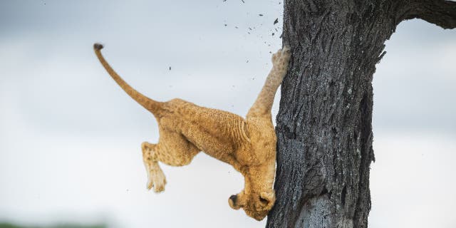 Jennifer Hadley's "Not So Cat-Like Reflexes" photo won an Overall Winner Award from the 2022 Comedy Wildlife Photography Awards. The photo shows a lion cub falling from a tree in Tanzania.