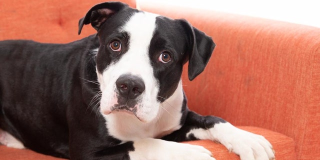 Oreo, a three-year-old American Staffordshire mix, is up for adoption at Best Friends Animal Society in Los Angeles.