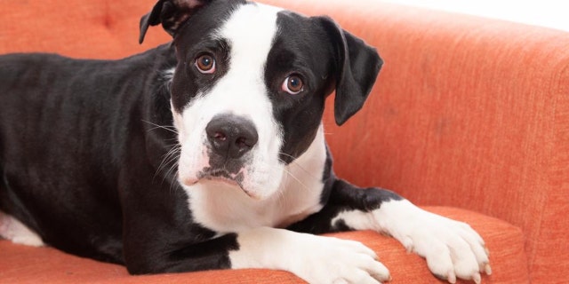 Oreo, a three-year-old American Staffordshire mix, is up for adoption at Best Friends Animal Society in Los Angeles.