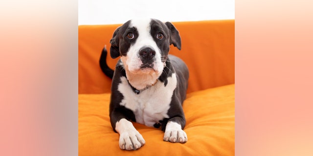 Best Friends Animal Society describes Oreo as a "handsome and sweet guy."
