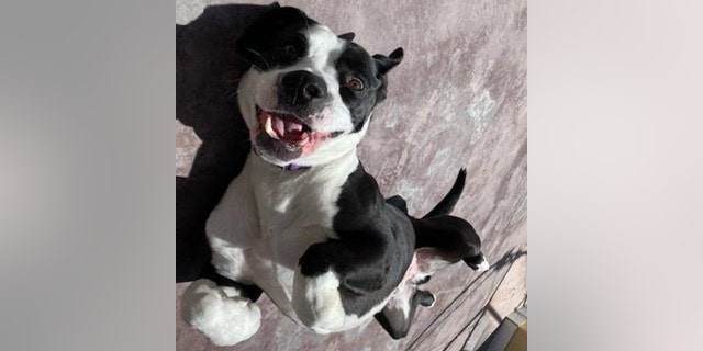 This sweet Staffie named Oreo loves to play with toys and doesn't mind getting dressed up.