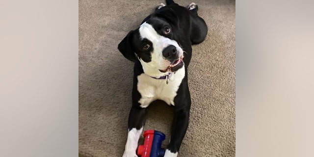Adoptable dog Oreo is looking to be scooped up by a loving family.