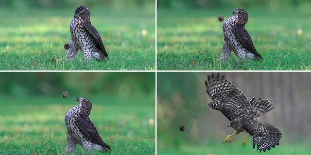 Jia Chen's "Football Dream" photo series won an Amazing Internet Portfolio Award from the 2022 Comedy Wildlife Photography Awards. The photo series shows a Coopers Hawk kicks a pinecone in Ontario, Canada.