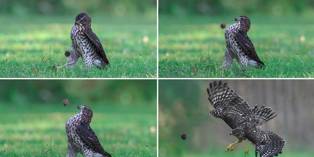 Jia Chen's "Football Dream" photo series won an Amazing Internet Portfolio Award from the 2022 Comedy Wildlife Photography Awards. The photo series shows a Coopers Hawk kicks a pinecone in Ontario, Canada.