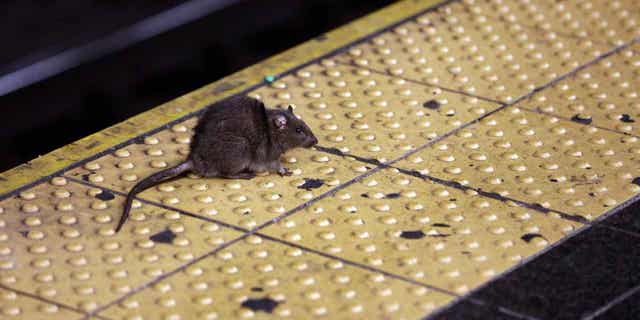 A rat crosses a Times Square subway platform in New York on Jan. 27, 2015.