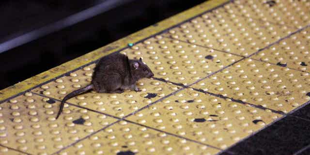 A rat crosses a Times Square subway platform in New York on Jan. 27, 2015.