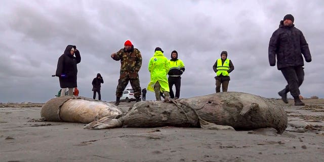 Journalists and environmental employees walk near the bodies of dead seals on shore of the Caspian Sea, Russia, on Dec. 4, 2022.