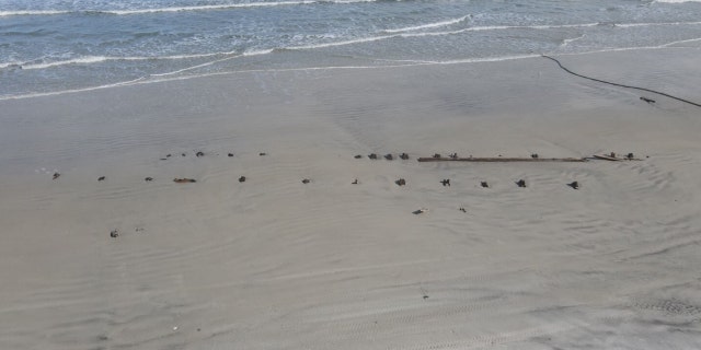 State archeologists are expected to visit the Florida beach on Tuesday.