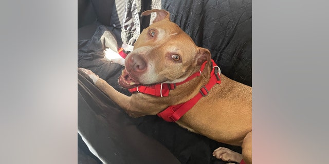 Sage is described as an "adventure seeker" and a "bundle of joy."