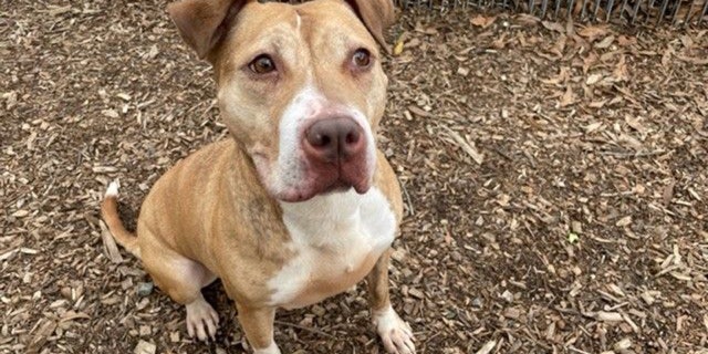Five-year-old Sage is looking for a forever home for the holidays.