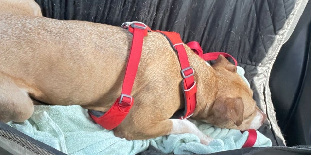 Sage loves car rides and often falls asleep on drives.