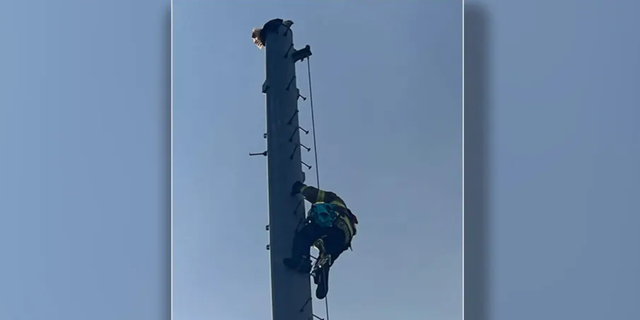 A firefighter climbs a radio tower to save the eagle.
