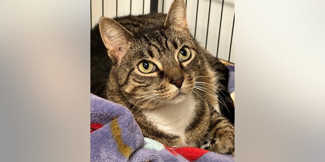 Nine-year-old tabby cat Ms. Crabtree is up for adoption at ARF of the Hamptons in New York. 