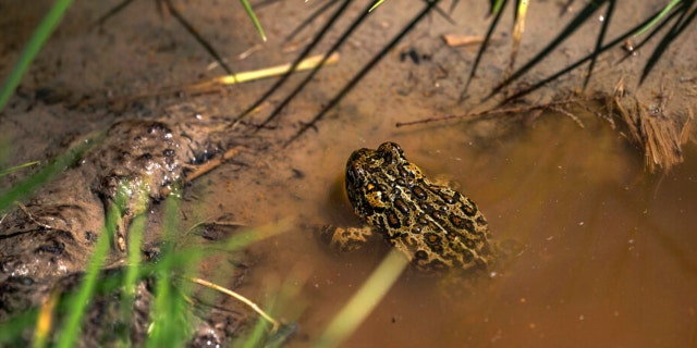 A Dixie Valley toad is seen around the hot spring-fed wetland in the Dixie Valley in Fallon, Nev., Wednesday, May 4, 2022.