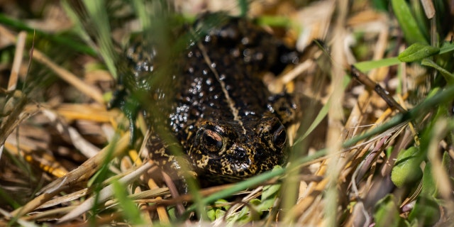 A Dixie Valley toad is seen around the hot spring-fed wetland in the Dixie Valley in Fallon, Nevada, May 4, 2022.