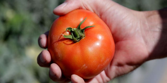 Florida's citrus, fruit and vegetable crops appear to have escaped any widespread damage from some of the coldest weather in years, officials with state growers associations said on Dec. 27, 2022.