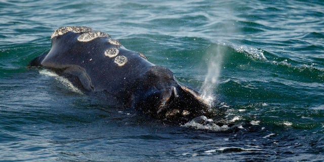 The North Atlantic right whale is an endangered species with less than 400 known individuals left in existence. This one is portrayed off the coast of Mass., on March 28, 2018.