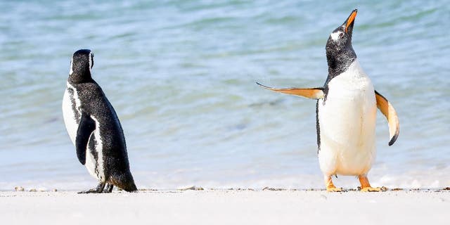 Jennifer Hadley "Kalbėkitės su plėšiku!" Vaizdas buvo apdovanotas „Affinity Photo 2 People's Choice“ apdovanojimu 2022 m. Comedy Wildlife Photography Awards apdovanojimuose. Nuotraukoje pavaizduotas Gentoo pingvinas, akivaizdžiai ignoruojantis kitą pingviną su sklandančiu plekšnu Folklando salose.