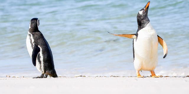 Jennifer Hadley "Kalbėkitės su plėšiku!" Vaizdas buvo apdovanotas „Affinity Photo 2 People's Choice“ apdovanojimu 2022 m. Comedy Wildlife Photography Awards apdovanojimuose. Nuotraukoje pavaizduotas Gentoo pingvinas, akivaizdžiai ignoruojantis kitą pingviną su sklandančiu plekšnu Folklando salose.