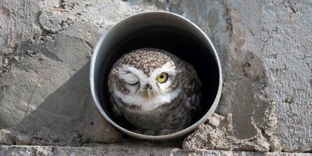 Arshdeep Singh "Intensyvios terapijos berniukas!" Vaizdas laimėjo jaunimo apdovanojimą iš 2022 m. Comedy Wildlife Photography Awards. Nuotraukoje pavaizduota dėmėtoji pelėda, mirksinti iš vamzdžio lizdo Bikaner mieste, Indijoje.