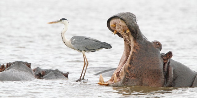 Jean Jacques Alcalay's "Misleading African Viewpoints 2" photo won a Spectrum Photo Creatures of The Air Award from the 2022 Comedy Wildlife Photography Awards. The photo shows a hippo opening its mouth behind a heron in South Africa.