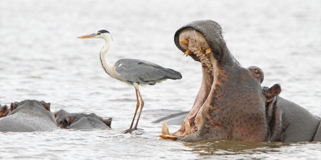 Jean Jacques Alcalay's "Misleading African Viewpoints 2" photo won a Spectrum Photo Creatures of The Air Award from the 2022 Comedy Wildlife Photography Awards. The photo shows a hippo opening its mouth behind a heron in South Africa.