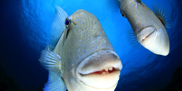 Arturo Tell Thiemann "Diga Cheeeeeese" A imagem foi premiada como Creatures Under the Water pelo Comedy Wildlife Photography Awards 2022. A imagem mostra um par de peixes-porco nadando em frente à lente da câmera no Faial, Açores, Portugal.