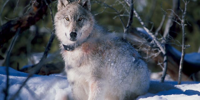 A wolf watches biologists after being fitted with a radio collar during wolf collaring operations in Yellowstone National Park. 