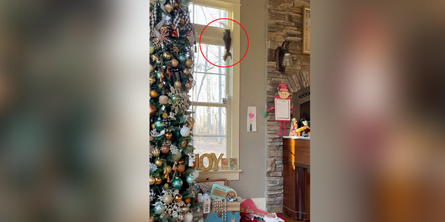 North Carolina family has ‘Christmas Vacation’ moment when squirrel hides in tree