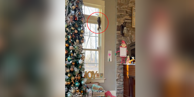 Mom Taylor Stading says the critter got in through a loose roof shingle, climbed through a sink pipe opening, and emerged in an upstairs bathroom.