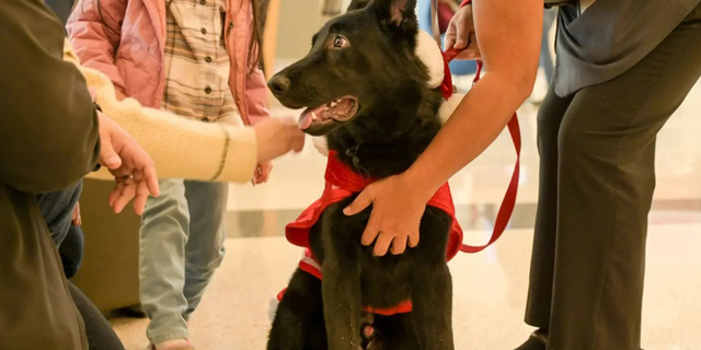 Piloto adopta cachorro abandonado por dueño en aeropuerto de San Francisco tras problema de documentación