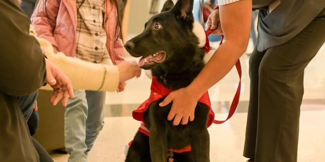 Piloto adopta cachorro abandonado por dueño en aeropuerto de San Francisco tras problema de documentación