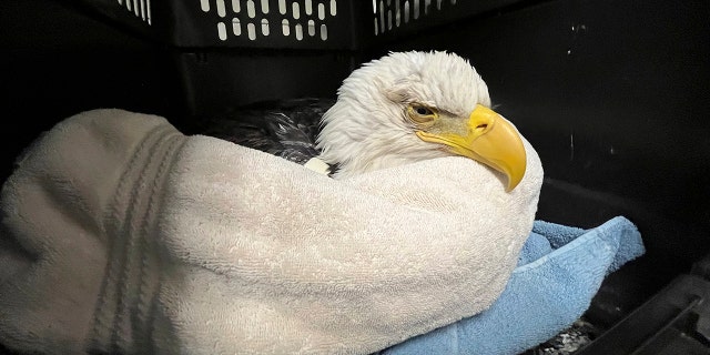 In this undated photo provided by The Raptor Center, a bald eagle likely poisoned by scavenging the carcasses of euthanized animals that were improperly disposed of at a Minnesota landfill is seen at the University of Minnesota Raptor Center, in Minneapolis.