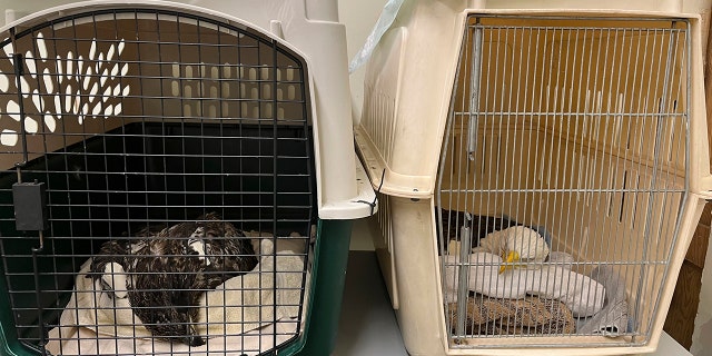 In this undated photo provided by The Raptor Center, two bald eagles likely poisoned by scavenging the carcasses of euthanized animals that were improperly disposed of at a Minnesota landfill are seen in critical condition at the University of Minnesota's Raptor Center, in Minneapolis.