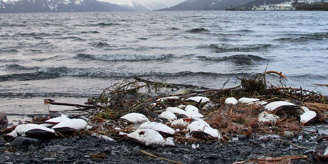 Alaska seabirds are dying as many face difficulty finding food in the region. Pictured: Dead common murres lie washed up on a rocky beach in Whittier, Alaska, on Jan. 7, 2016.