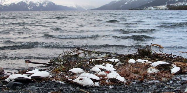 Alaska seabirds are dying as many face difficulty finding food in the region. Pictured: Dead common murres lie washed up on a rocky beach in Whittier, Alaska, on Jan. 7, 2016.