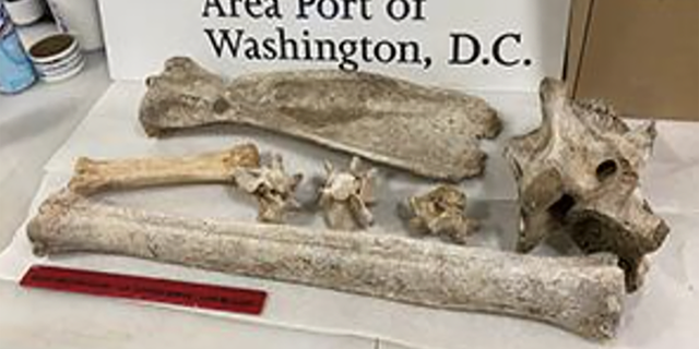 The woman allegedly told CBP officials that she found the giraffe and zebra bones in Kenya. 