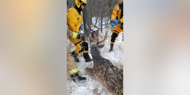 Firefighters pulled the buck up the riverbank by its antlers.
