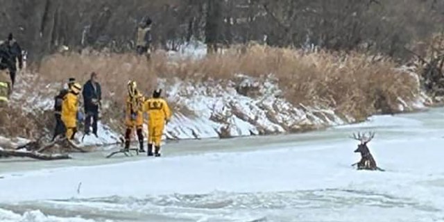 Firefighters were able to get close enough to throw a strap around its antlers and pull it to shore.